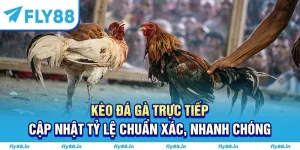kèo đá gà trực tiếp