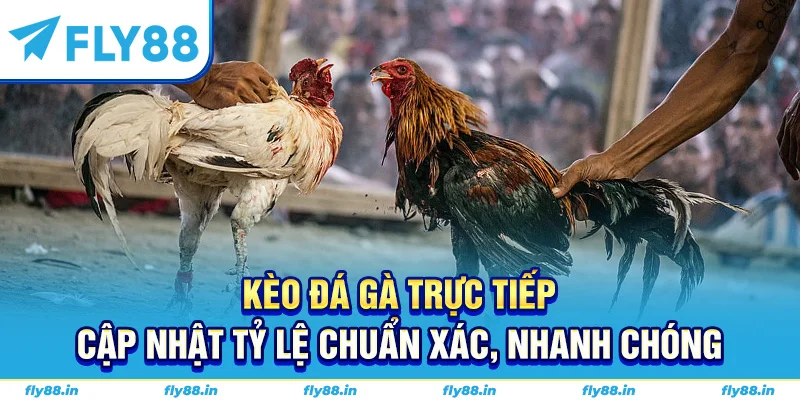 kèo đá gà trực tiếp